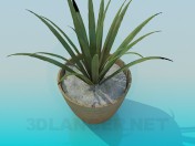 Planta