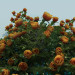 3d model ramo de Flores artificiales - vista previa