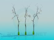 Vasen mit Orchideen
