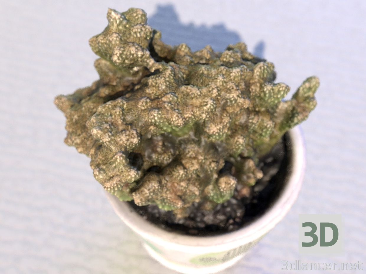 3d Home cactus in a pot model buy - render