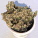 3d Home cactus in a pot model buy - render