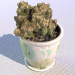 3d Home cactus in a pot model buy - render