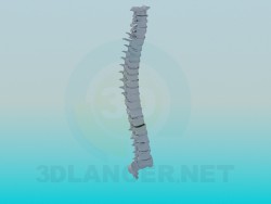 Human spine