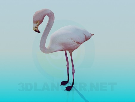 modèle 3D Flamant rose - preview