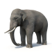 3d Asian Elephant Rigged Low-poly 3D model model buy - render