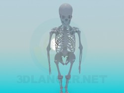 Human skeleton