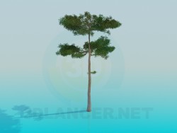 Pine