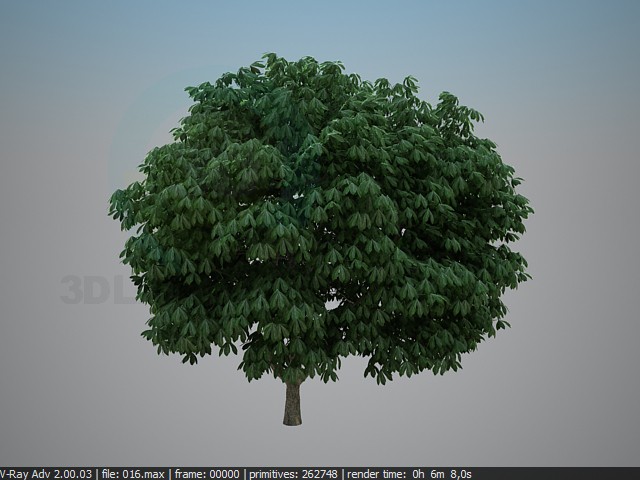 Modelo 3d Castanha - preview