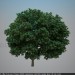 Modelo 3d Castanha - preview