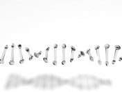 The DNA molecule