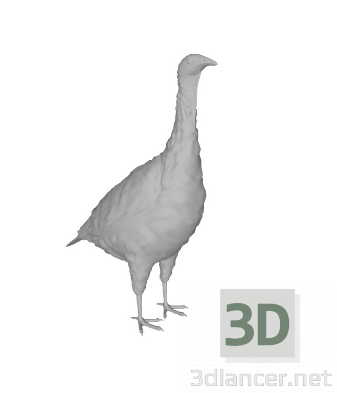 3d model domestic turkey - preview