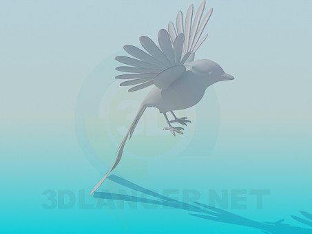 3d model Bird - preview