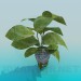 3D Modell Ficus - Vorschau