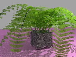 Fern in a vase