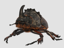 Rhinoceros_beetle. Жук носоріг.