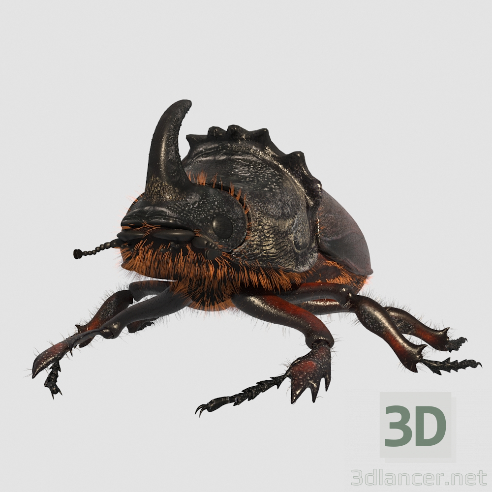 modèle 3D de Rhinoceros_beetle. Scarabée rhinocéros. acheter - rendu