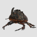 modèle 3D de Rhinoceros_beetle. Scarabée rhinocéros. acheter - rendu