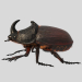 modèle 3D de Rhinoceros_beetle. Scarabée rhinocéros. acheter - rendu