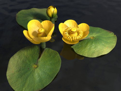 Nénuphar