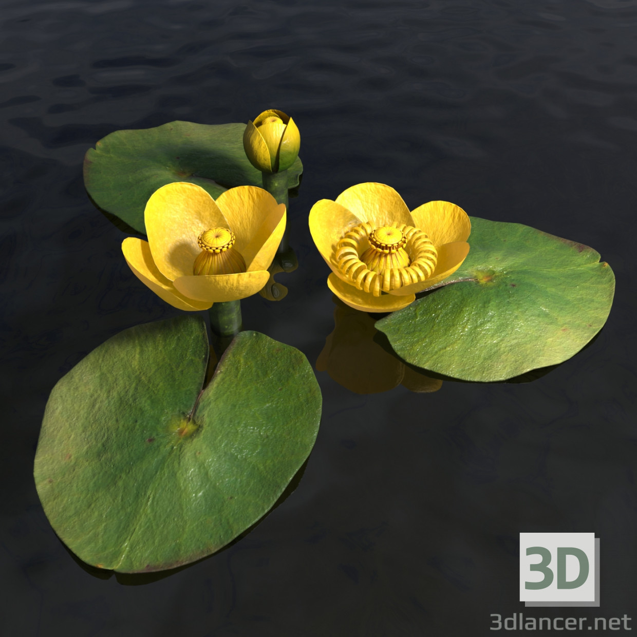 Lirio de agua 3D modelo Compro - render