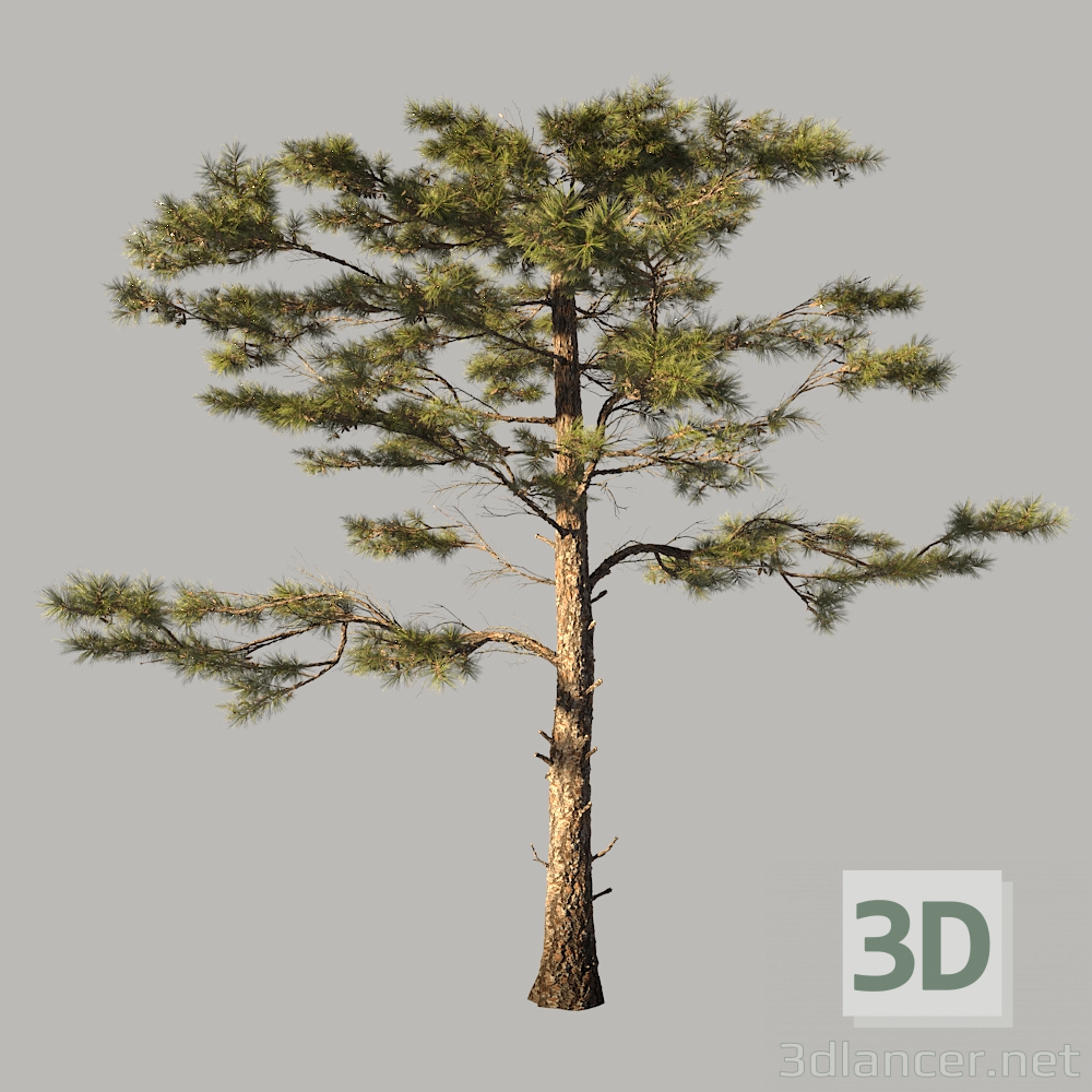 modèle 3D de Huangshanpine acheter - rendu