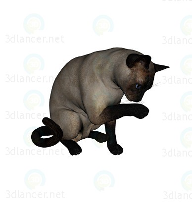 modello 3D Gatto Barsik 4 - anteprima