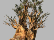 Pine Model - BristleconePine