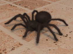 Spinne