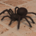 3d model Spider - preview