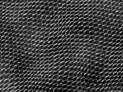 reptile skin 14