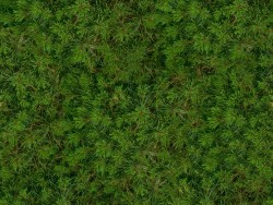 Seamless texture d’herbe