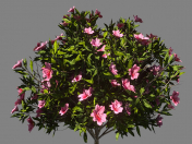 Bush azalea