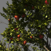 3D Yablonya_AppleTree modeli satın - render