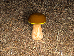 champignon