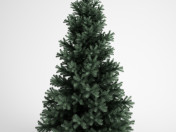 Picea