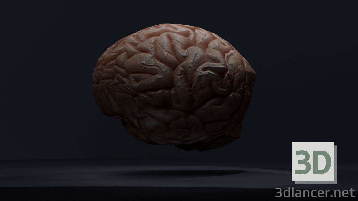 modello 3D di Cervello low-poly comprare - rendering