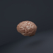 modello 3D di Cervello low-poly comprare - rendering