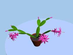 Zygocactus en fleurs