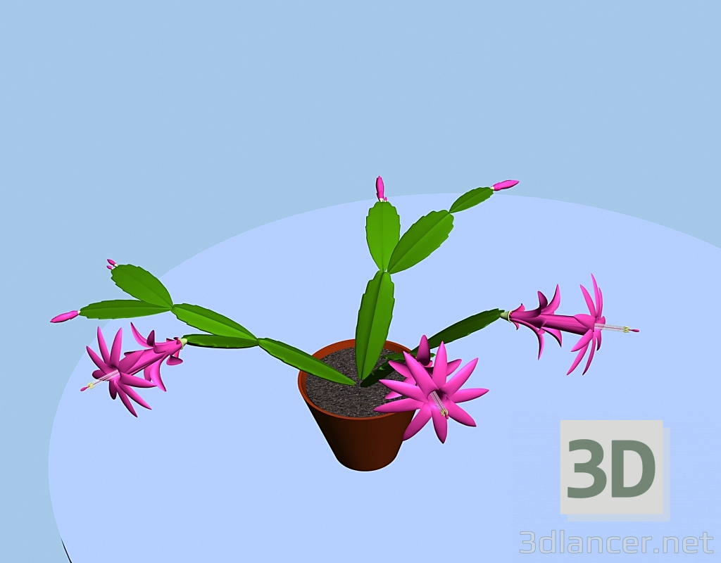 3d Blooming zygocactus model buy - render