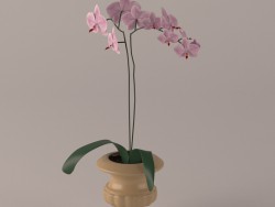 Orchidées