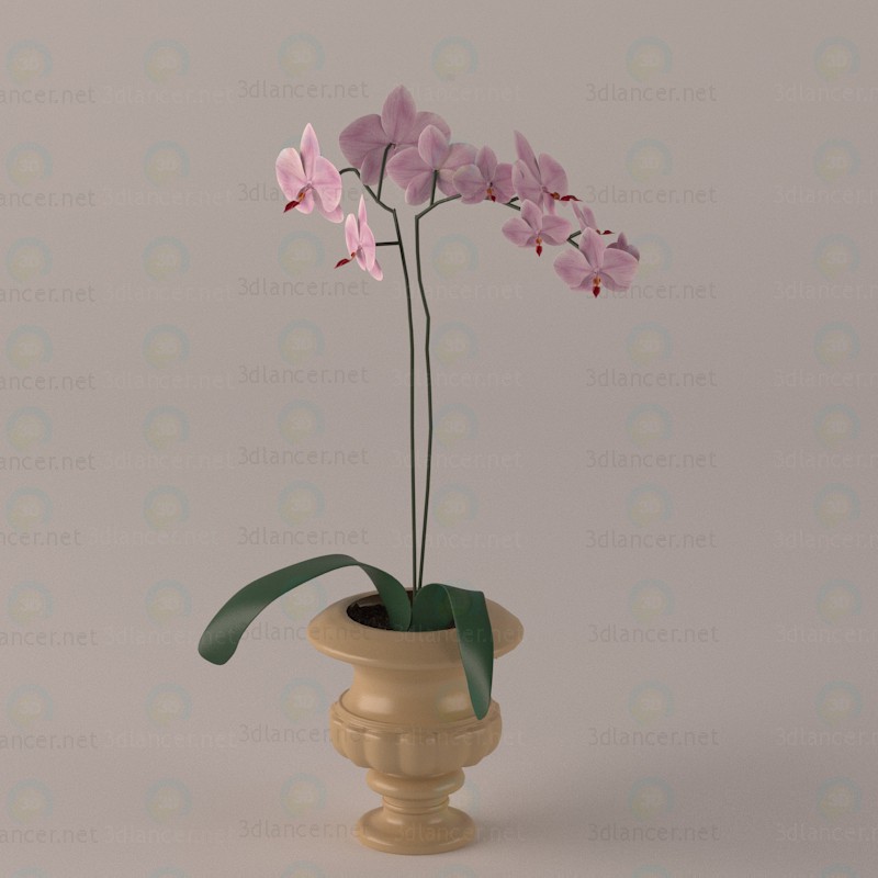 modello 3D di Orchidee comprare - rendering