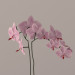 modello 3D di Orchidee comprare - rendering