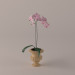 modello 3D di Orchidee comprare - rendering