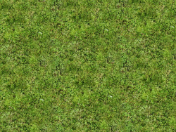 Grass Texture