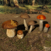 modèle 3D de Champignons Set 2 acheter - rendu