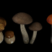 modèle 3D de Champignons Set 2 acheter - rendu