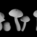 modèle 3D de Champignons Set 2 acheter - rendu