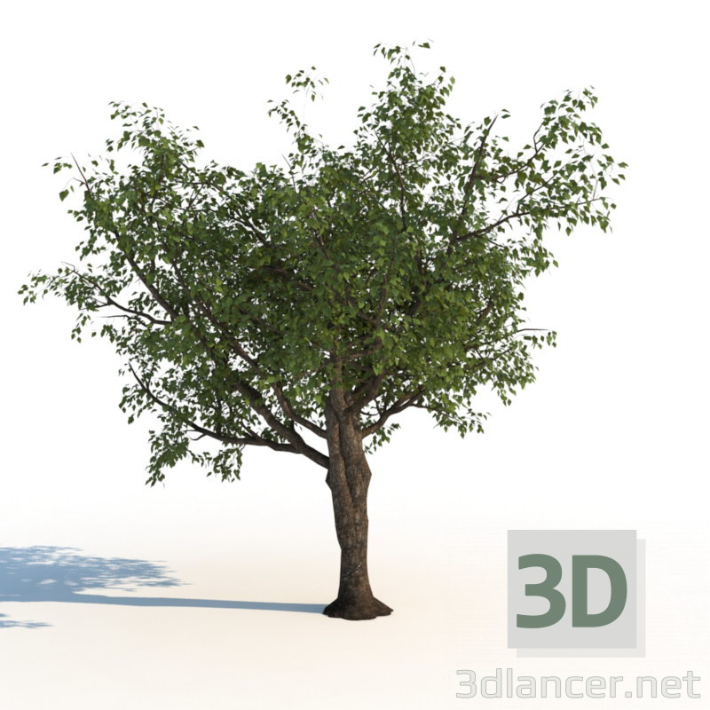 3d модель Дерево – превью