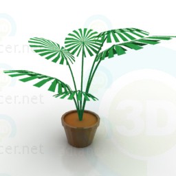 Modelo 3d Palm - preview