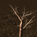 3d model tree - preview